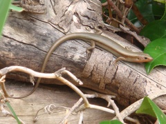 Far Eastern Skink photo 4
