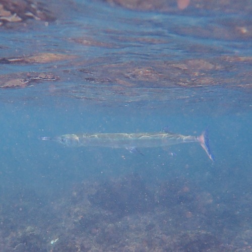 Mexican Needlefish (Tylosurus fodiator)