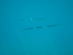 Platybelone argalus