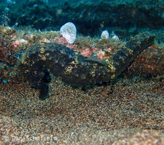 Hippocampus comes
