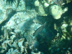 Plectroglyphidodon marginatus