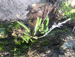 Dudleya multicaulis