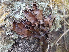Peltigera nana