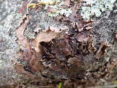 Peltigera nana