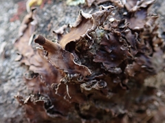 Peltigera nana