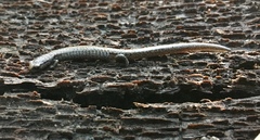 Batrachoseps incognitus