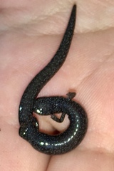 Batrachoseps incognitus