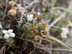 Pimelea oreophila lepta