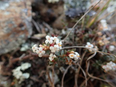 Pimelea oreophila lepta