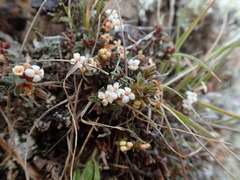 Pimelea oreophila lepta