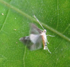 Thylacosceles radians