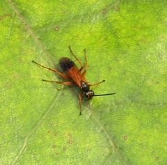 Priocnemis conformis