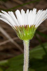 Aster bellidiastrum