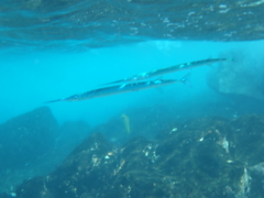 Platybelone argalus