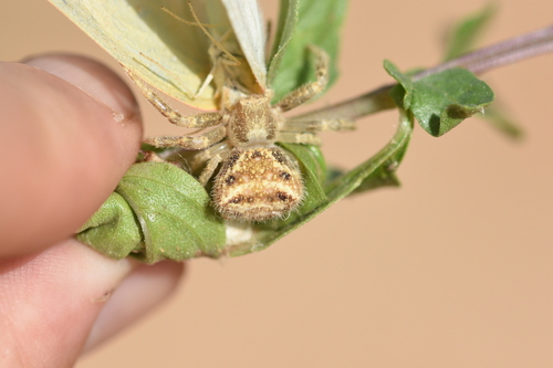 Thomisus albohirtus