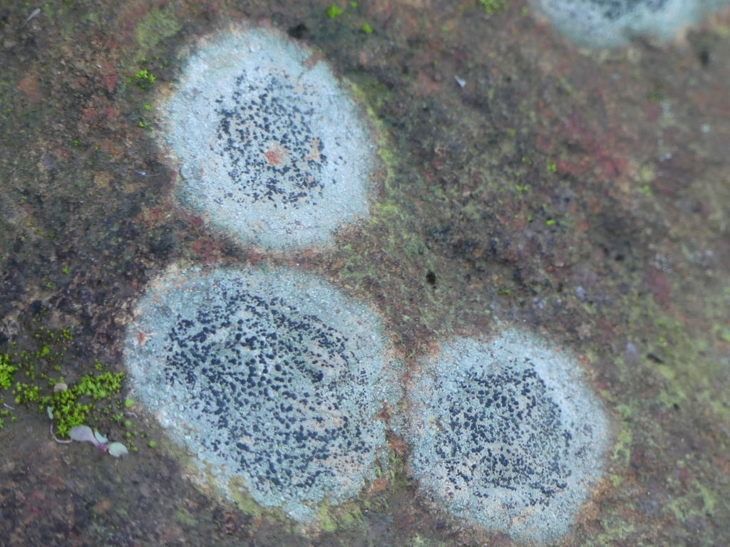 Buellia triseptata