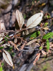 Pomaderris prunifolia