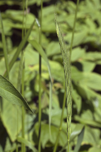 Elymus dahuricus