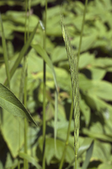 Elymus dahuricus