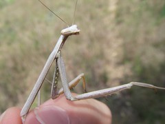 Archimantis brunneriana