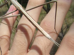 Archimantis brunneriana