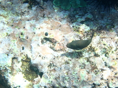 Canthigaster amboinensis