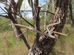 Archimantis brunneriana