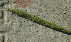 Elymus dahuricus