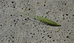 Elymus dahuricus