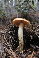 Cortinarius mucosus