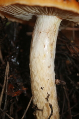 Cortinarius mucosus