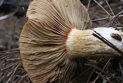 Cortinarius mucosus