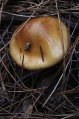 Cortinarius mucosus