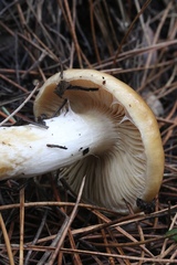 Cortinarius mucosus