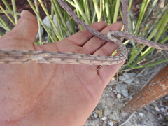 Peniocereus viperinus