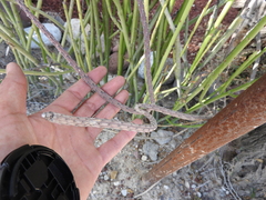 Peniocereus viperinus