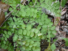 Adiantum amplum