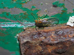 Amphipsocidae