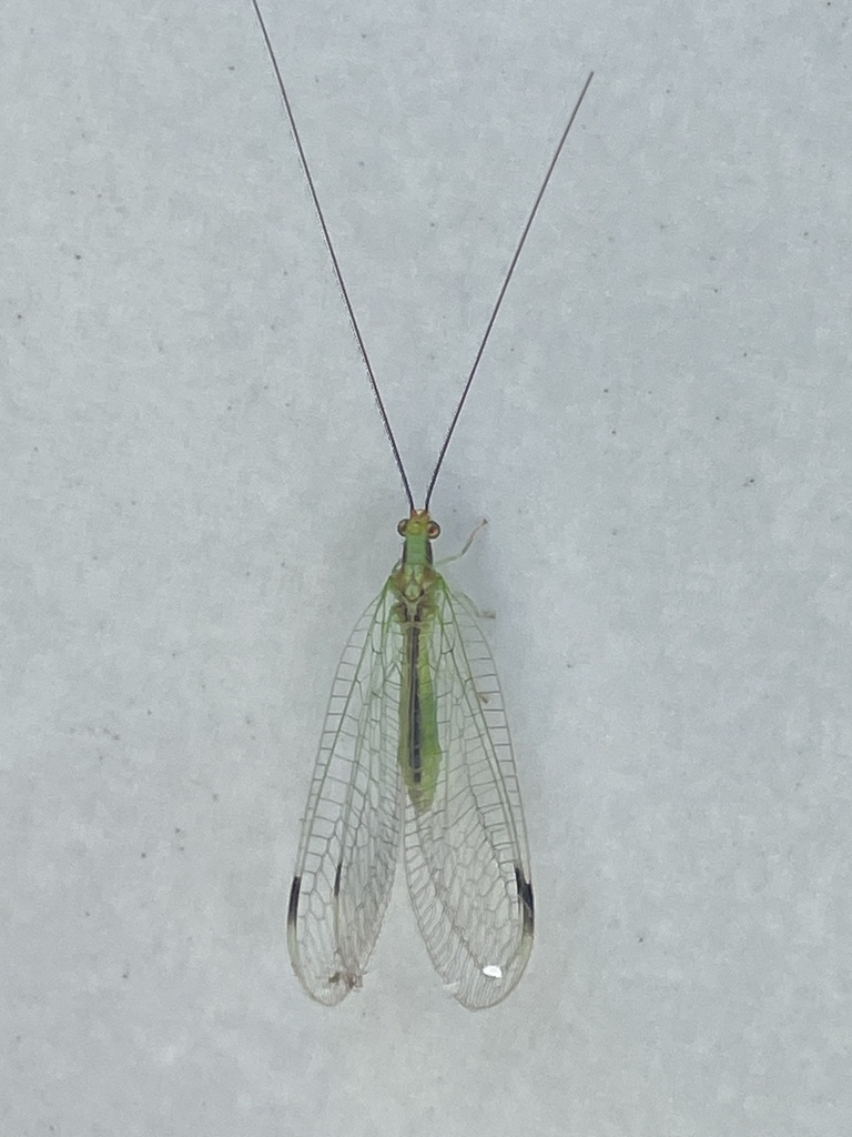 Leucochrysa forciformis