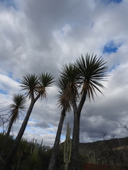 Yucca mixtecana