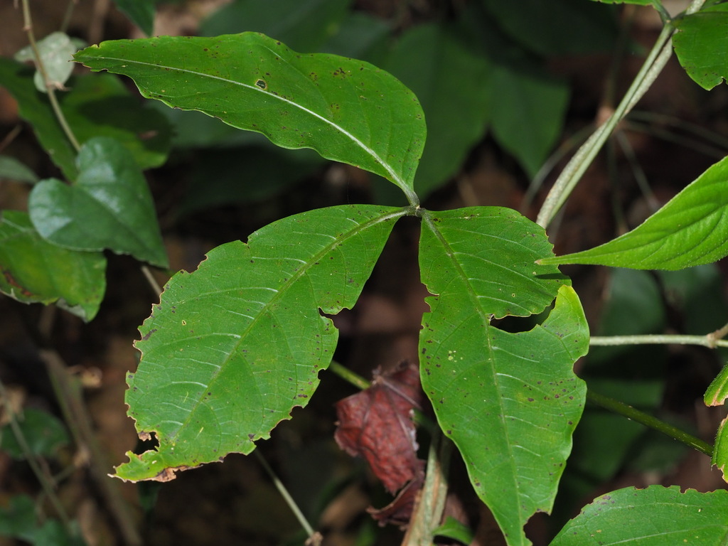 Crateva adansonii formosensis from 367台灣苗栗縣三義鄉深水 on January 01, 2020 at ...