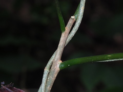 Crateva adansonii formosensis