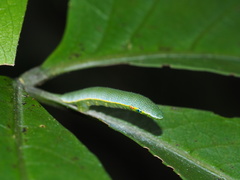 Crateva adansonii formosensis