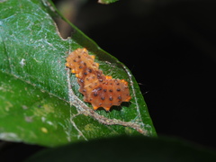 Eterusia aedea formosana