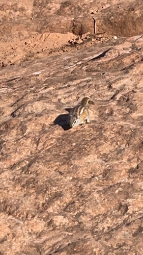 Hopi Chipmunk observed by hibiscusbiscuits