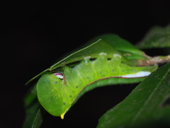 Pseudofentonia diluta