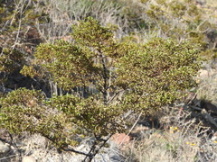 Larrea tridentata