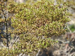 Larrea tridentata