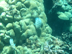 Chaetodon multicinctus