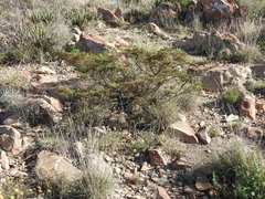 Larrea tridentata